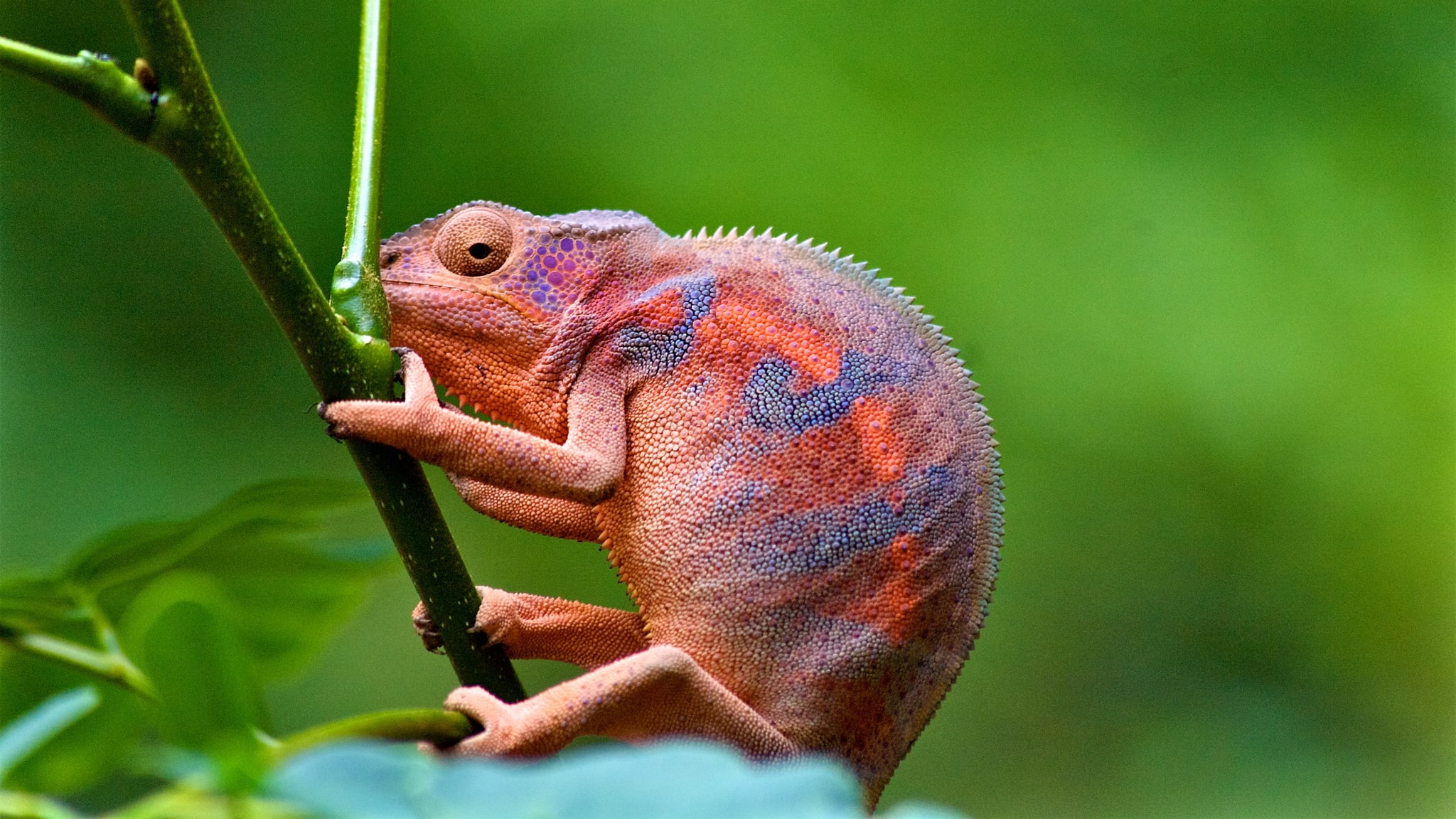 Caméléon de la Réunion