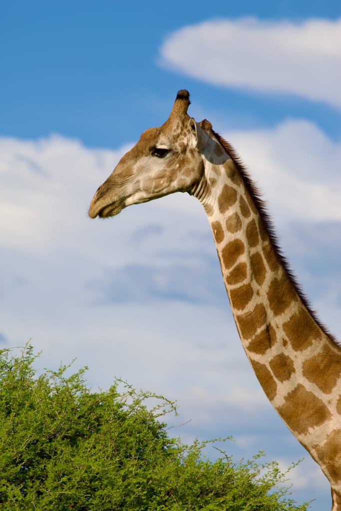 La girafe d’Étosha.