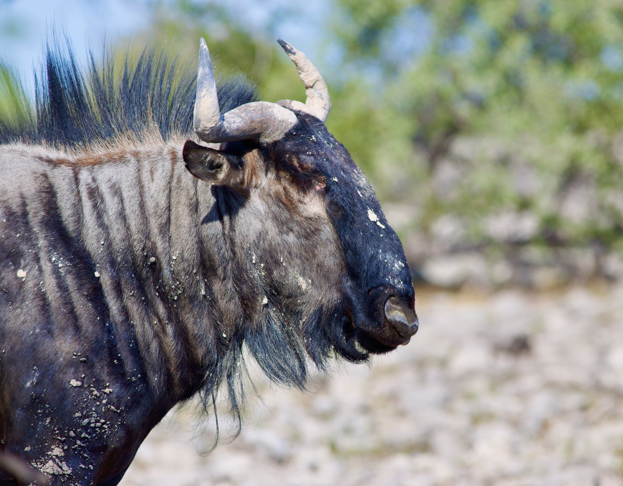 Le gnou bleu d’Étosha