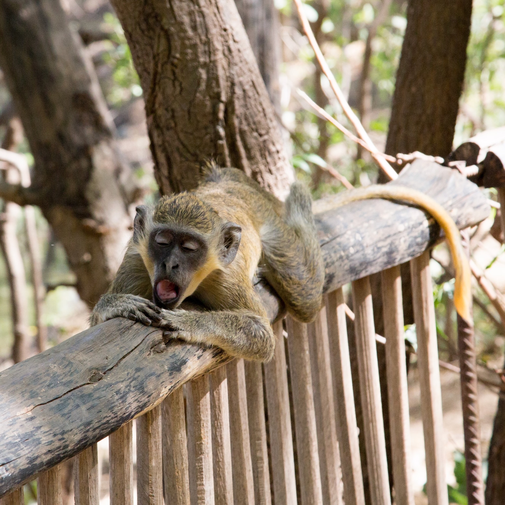 Le bâillement du singe